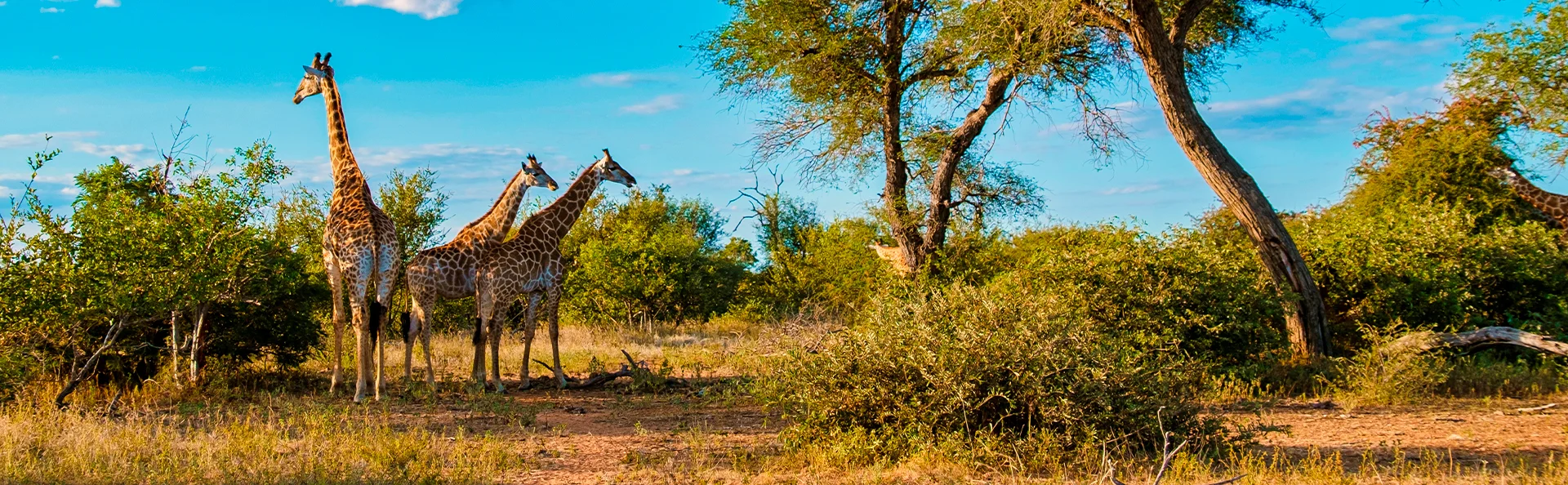 Kolme kirahvia seisoo Etelä-Afrikan Krugerin kansallispuiston savannilla