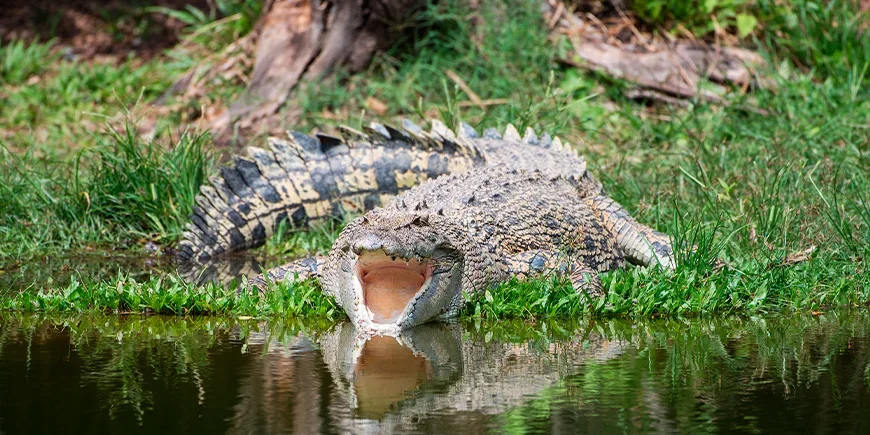 Suolavesikrokotiili Kakadu-kansallispuistossa Australiassa