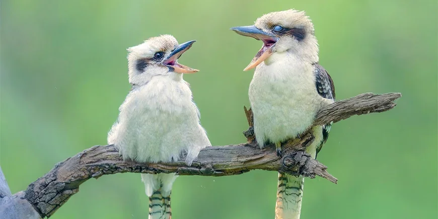 Kaksi kookaburraa istuu puussa ja laulaa