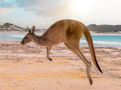 Hyppivä kenguru Kangaroo Islandilla, Australiassa