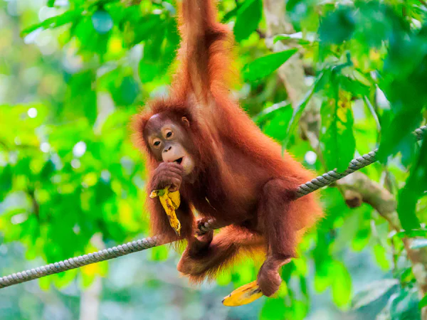 Kaunis orangutangi Sumatran metsissä
