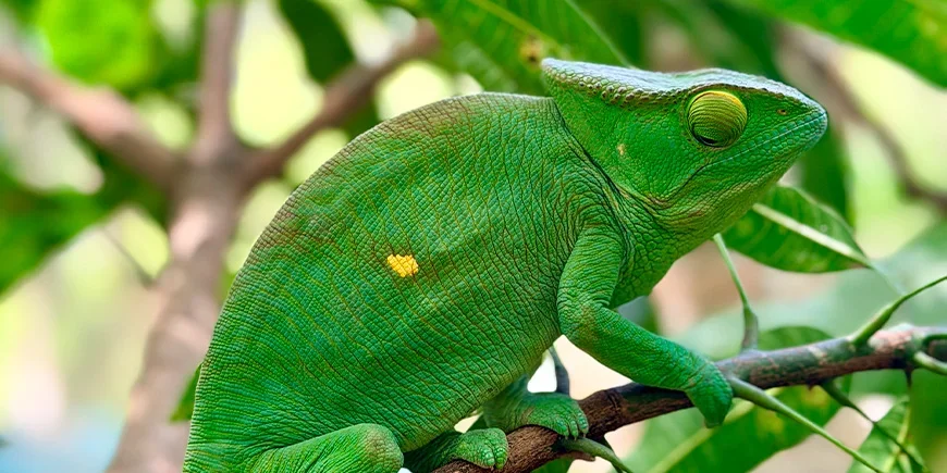 Kaunis vihreä kameleontti puussa Madagaskarilla