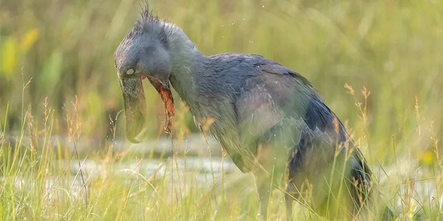 Kenkänokka metsästää Ugandassa