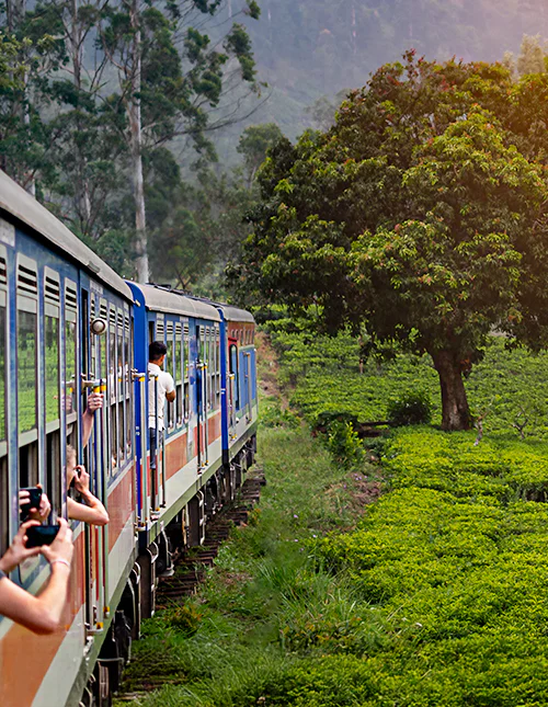 Junamatka Nuwara Eliyasta Kandyyn Sri Lankan ylängön teeviljelysten halki
