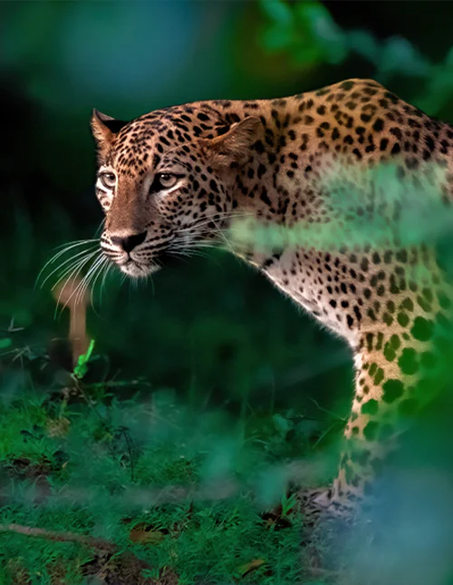 Lähikuva leopardista Sri Lankan rehevässä viidakossa