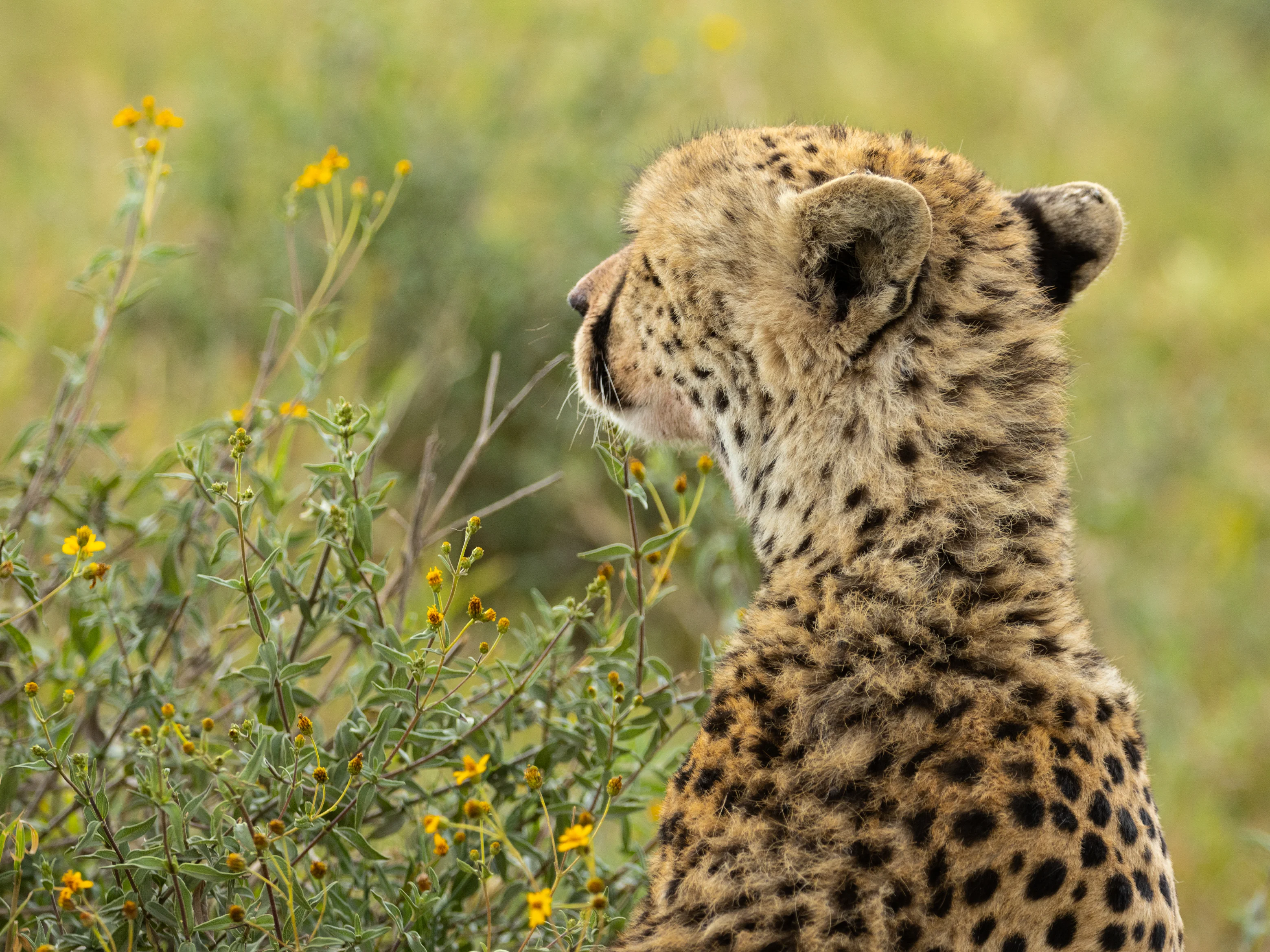cheetah savannalla Tansaniassa