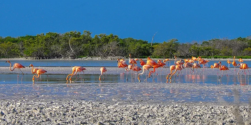Flamingot Río Lagartosissa