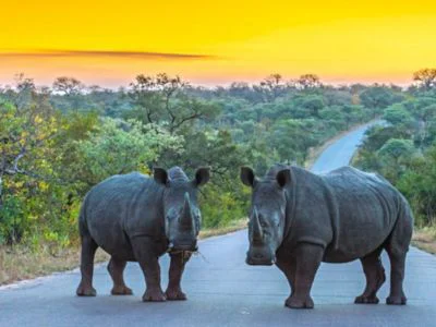 Kaksi sarvikuonoa Krugerin kansallispuiston tiellä auringonlaskun aikaan
