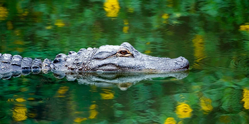 Alligaattori Evergladesin kansallispuiston suolla