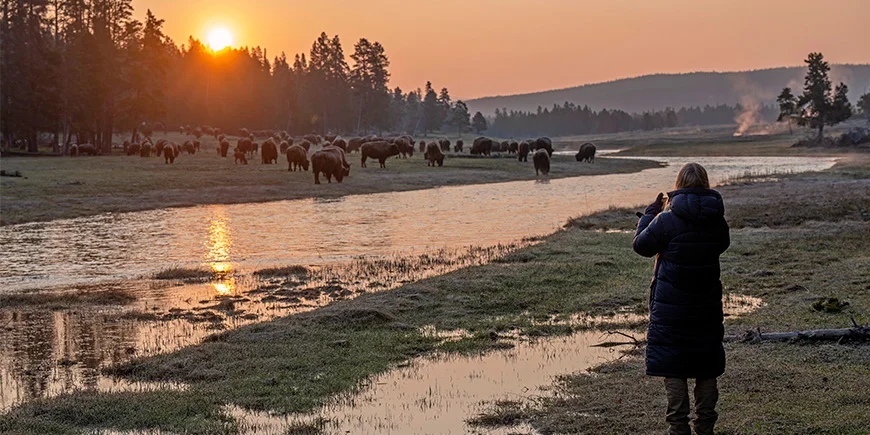 Nainen ottaa kuvaa biisonista Yellowstone-kansallispuistossa
