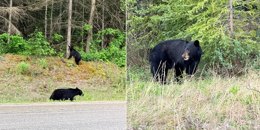 Karhuja, jotka näimme ajaessamme Kanadan Kalliovuorten halki