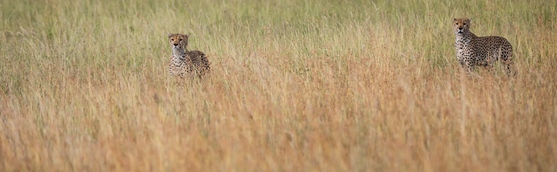 Kaksi gepardia on lähes piilossa Tansanian savannin ruohikossa ja tähyilee tarkkaavaisena ympärilleen
