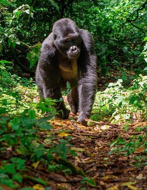 Gorilla kulkee Ugandan viidakon halki