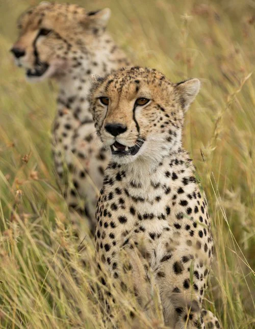 Lähikuva kahdesta leopardista