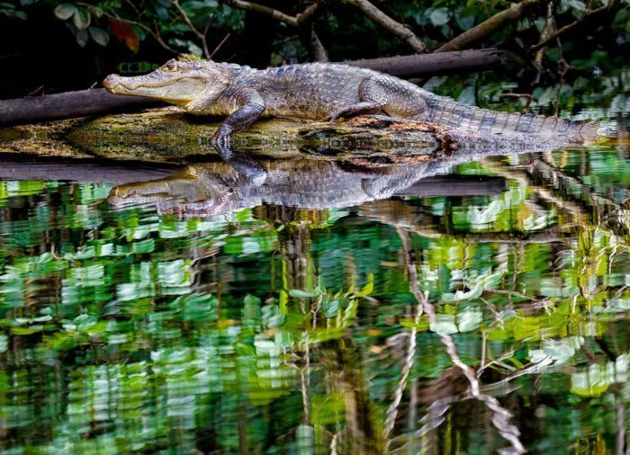 Katso kuva 12
