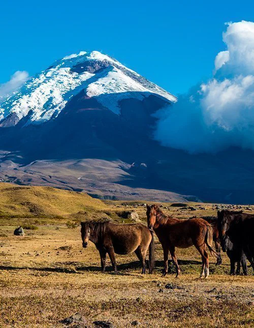 Lauma villejä hevosia tasangolla Cotopaxi-tulivuoren edessä Ecuadorissa