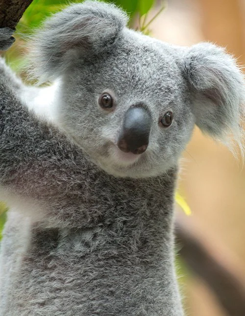 Koala pitää kiinni oksasta