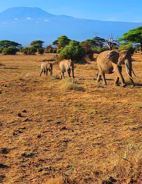 Norsulauma kulkee savannin halki, taustalla siintää Kilimanjaro.