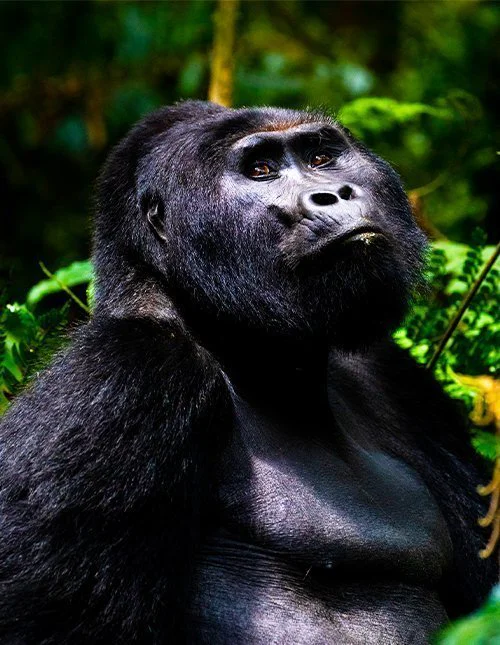 Gorilla Bwindi Impenetrable Forest -kansallispuistossa