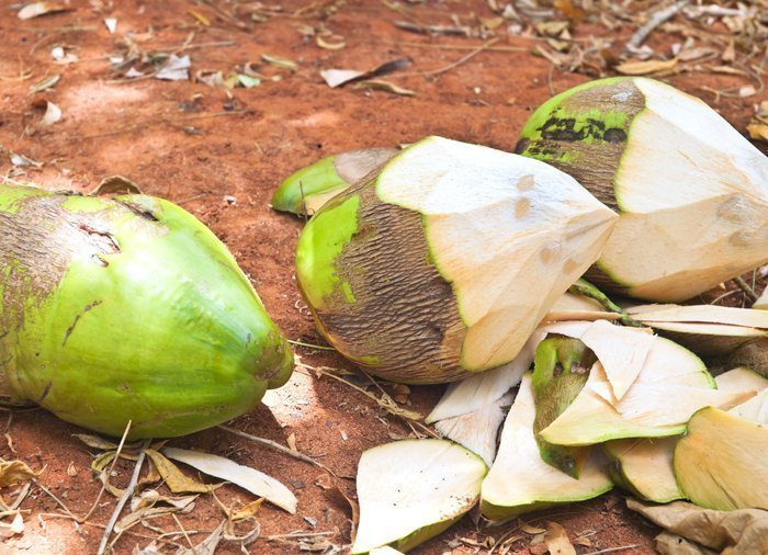 Hvordan man skræller en kokosnød