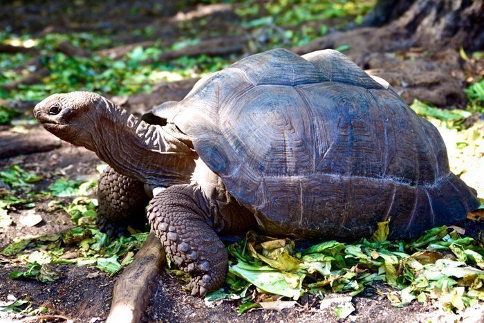 Den truede, grønne havskildpadde i Mnarani Natural Aquarium
