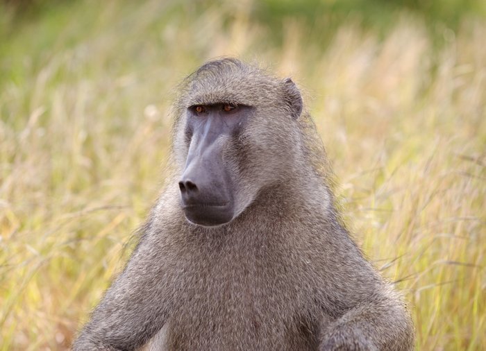 Ekstra safarioplevelser i Kruger