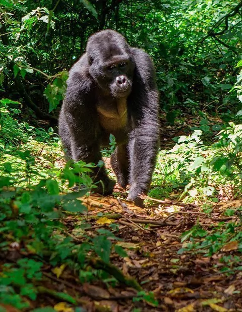 Ugandan safari & gorillajäljitys