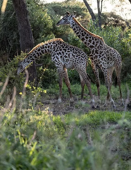 Tansanian safari - 4 kansallispuistoa