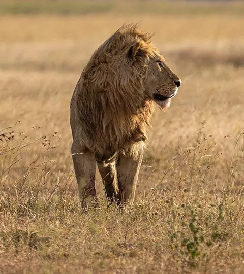 Tansanian safari & rantaloma Sansibarilla