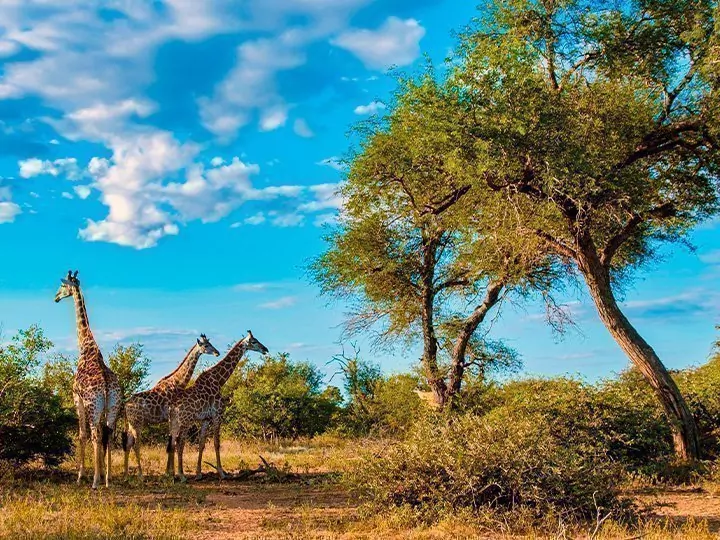 Etelä-Afrikan safari