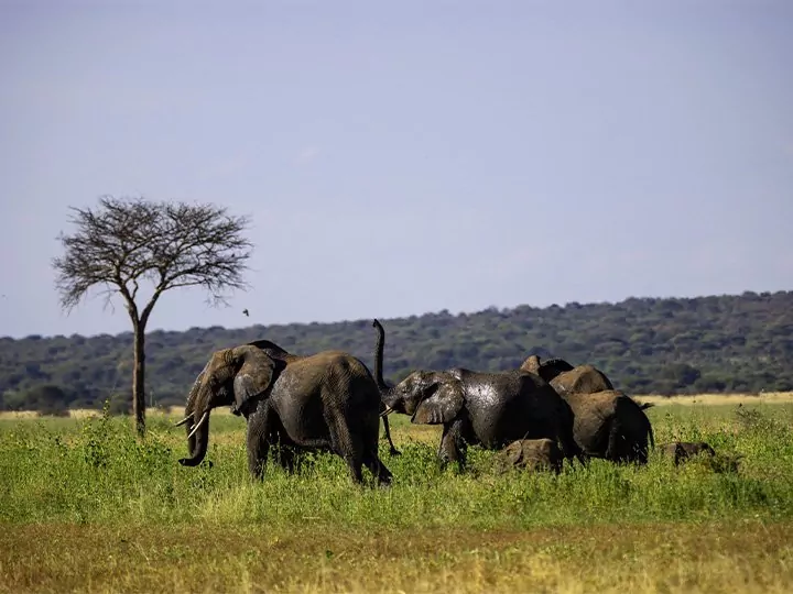 Tansanian safari - 4 kansallispuistoa