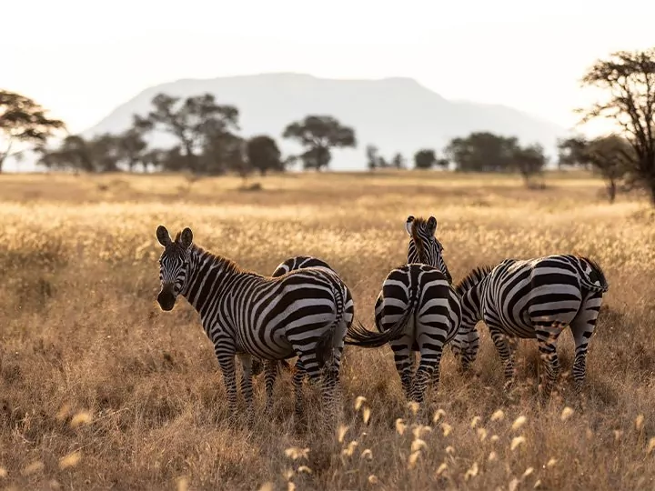 Tansanian safari & rantaloma Sansibarilla