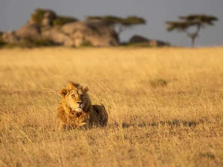 Serengetin ja Ngorongoron safari