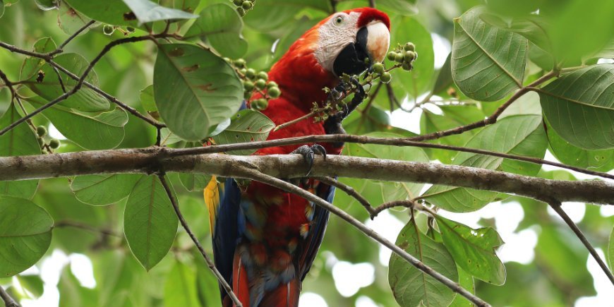 Corcovado