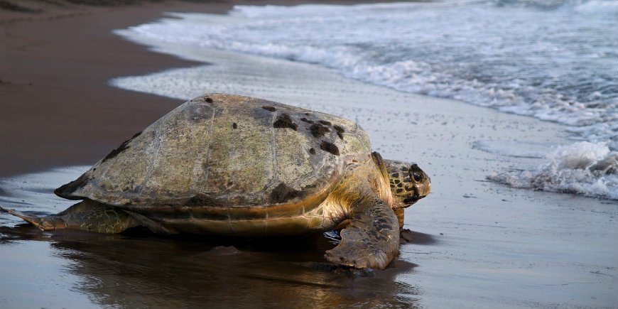 The green sea turtle