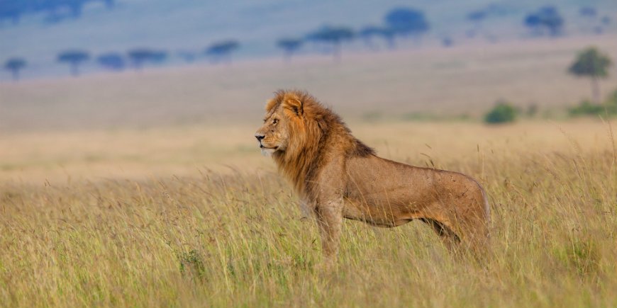 leijona Masai Marassa