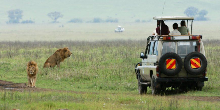 leijona ja safari-autossa