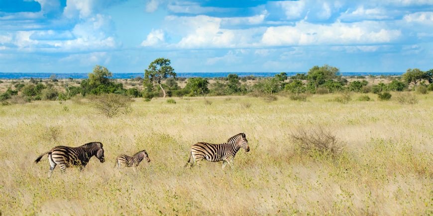 Seeproja savannilla Etelä-Afrikassa