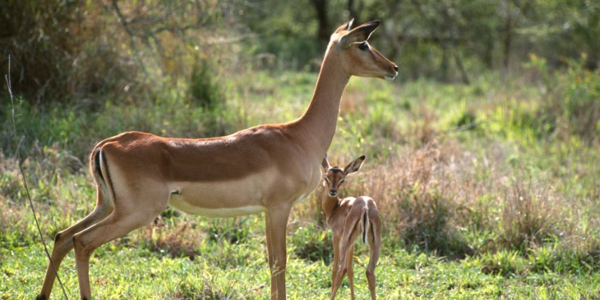 Vauvaimpala