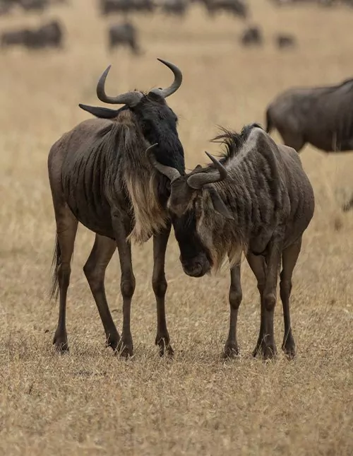 Kenian & Tansanian safari