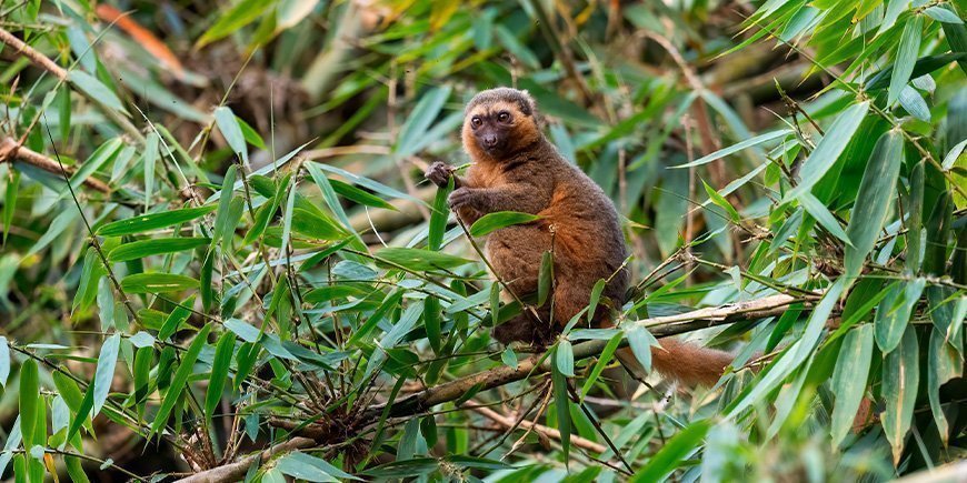 Harvinainen bambumakru Ranomafanan kansallispuistossa Madagaskarissa.