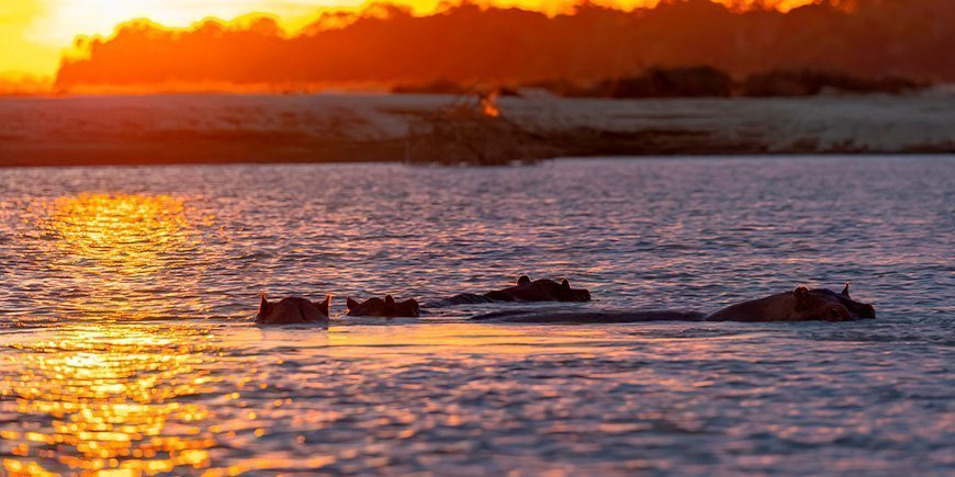 Virtahepoja uimassa auringonlaskun aikaan Rufiji-joessa Nyereren kansallispuistossa.