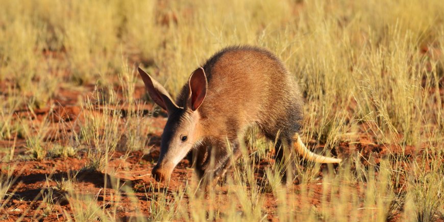 Aardvark eli maasika