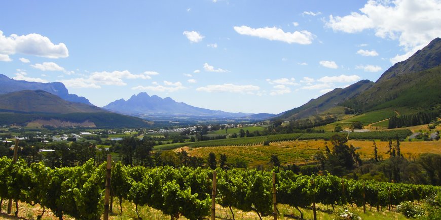 Cape winelands -viinitarhat