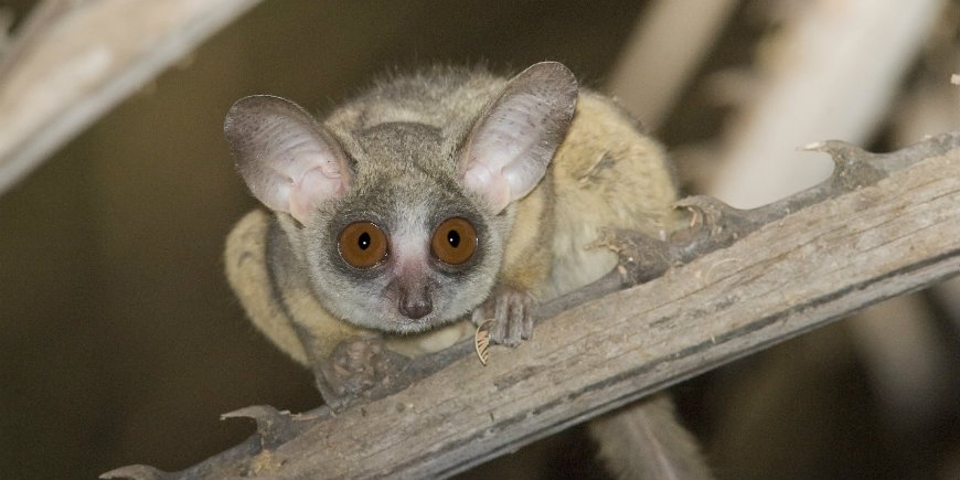 Galago eli korvamaki