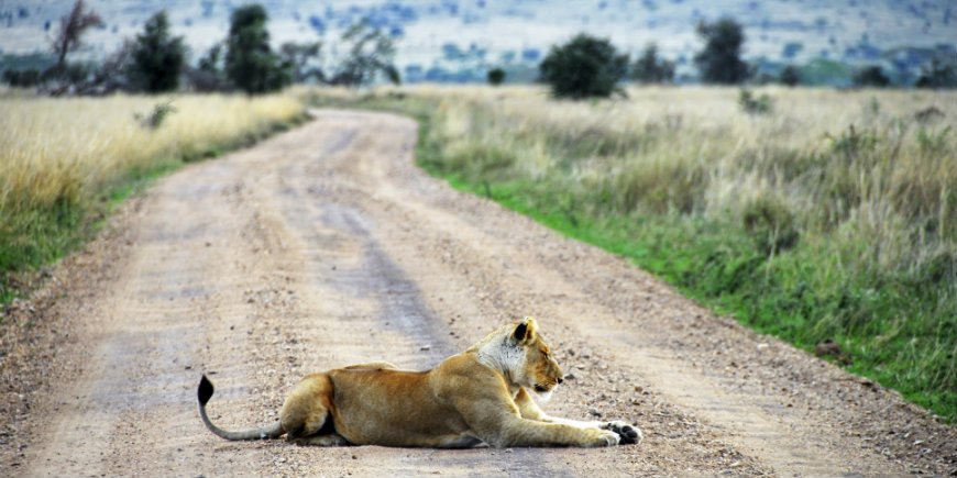 Leijona Ngorongoron kraatterilla