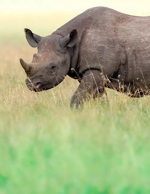 Kenian safari: Sarvikuonoja & Masai Mara