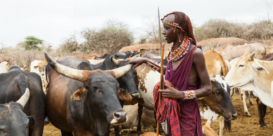 Masai Ngorongorossa