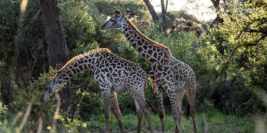 Kaksi kirahvia Tarangiren kansallispuiston vehreässä ympäristössä Tansaniassa.