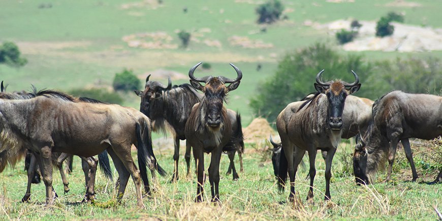 Gnu katsoo suoraan kameraan Serengetin kansallispuistossa.